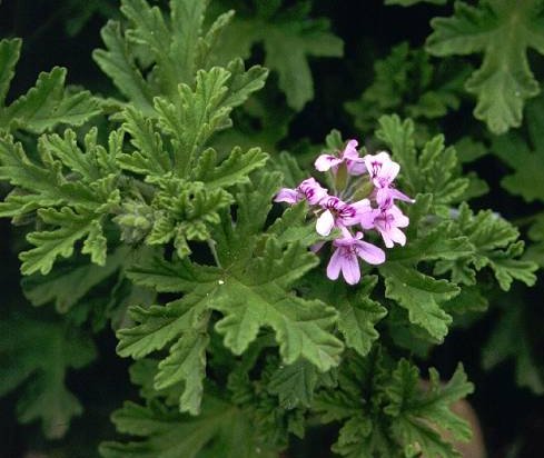 Pelargonium Graveolens - JungleKey.fr Wiki